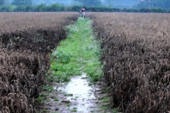 ACW Challenge : 7-Sep-2008 : Heading South from Benton Green: Note - The path looks muddy, and the wheat looks grey and sodden