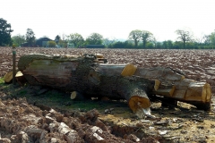 10:17 : Just east of Kenilworth Golf Course - the felled Oak