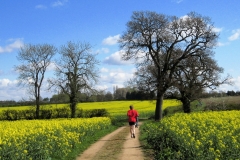 09:33 : Jogging through the fields of gold on the approach to Ryton. Photo - Chris Boden