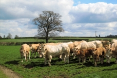 10: 48 : Nasty looking herd of cattle at Bridge Farm near Marston Mill. The bull in the centre had just attacked the partner of one of the entrants. Photo - Chris Boden