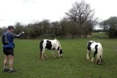 Ansty, old canal.  Asking the horses if OK to use their field?