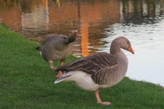 Meriden residents (noisy at 5am !!)